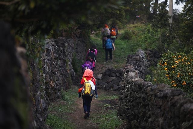 제주 올레길은 가을에 오름의 갈대와 금빛으로 수놓은 들판 등 특별함을 선사한다. 여기에 걷기축제까지 열려 더 특별한 걷기 여행을 할 수 있다. 올해 제주 올레 걷기축제는 오는 21, 22일 이틀간 올레 1, 2코스에서 열린다. 올레 15코스를 올레꾼들이 걷고 있다. 제주 올레 제공