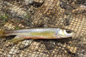 경기 하천에 고유어종 15종 산다