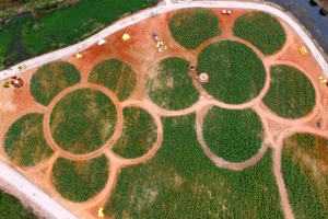 장성 황룡강변에 해바라기 활짝