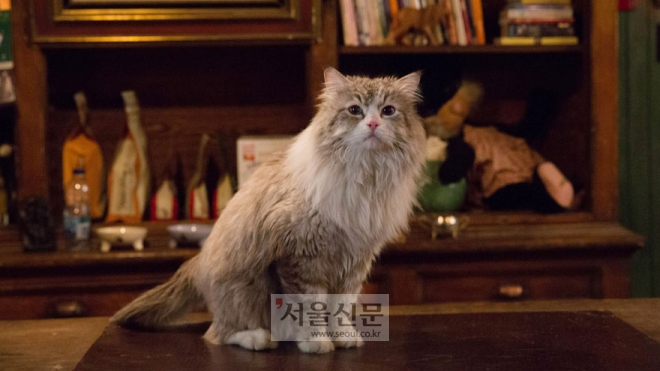 영화 ‘미스터 캣’ 스틸컷