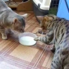 고양이들의 ‘밥그릇 싸움’