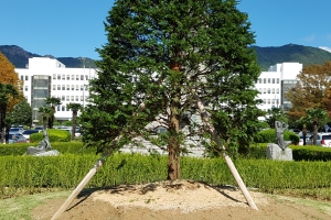 홍준표 지사 “빚 내려면 뽑아라”던 경남도 채무제로 기념 사과나무가 뽑힌 이유는