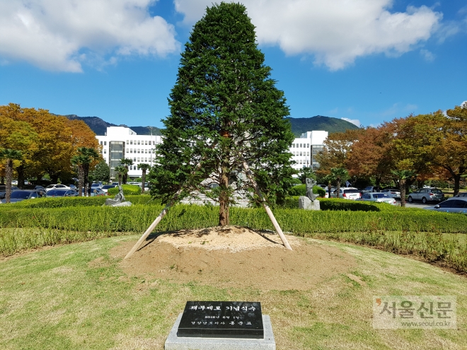 경남도청의 채무제로 기념 사과나무 대신 심은 주목