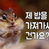 [카드뉴스] “제 밥을 가져가시는 건가요?”- 배고픈 다람쥐의 절규