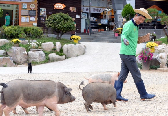 장성훈 대표가 돼지 경주에 출전하는 새끼 돼지들을 돌보고 있다.