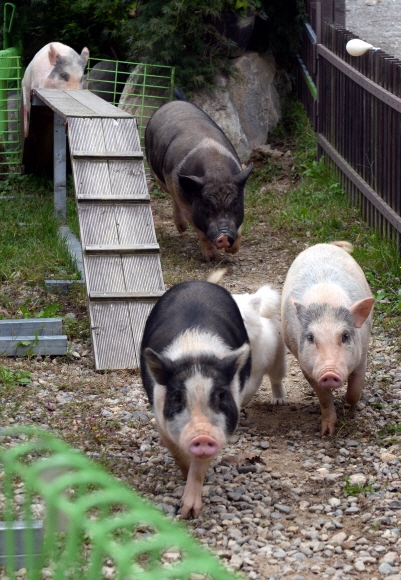 돼지문화원의 최고 볼거리인 새끼 돼지 레이스가 펼쳐지고 있다.