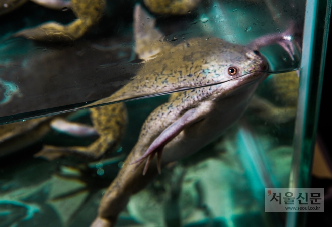 실험용 아프리카발톱개구리. 울산과기원 제공 