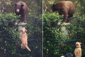 [별별영상]  ‘저리 꺼져!’ 거대 회색곰 쫓아낸 두 견공