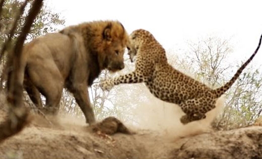 사자 vs 표범, 싸움의 승자는?