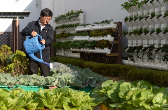 김성환 서울 노원구청장이 구청사 옥상에 만든 텃밭에 물을 주고 있다. 도준석 기자 pado@seoul.co.kr