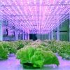 LED 식물재배, 최소 에너지로 최대 효율 거둔다