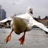 [포토] 강을 향해 날아오르는 거위의 뒤태