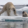 얼음조각 아래 숨어 있다가 바다표범 사냥하는 북극곰