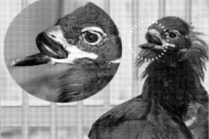 장애 속 평탄치 않은 삶, 야생 독수리 ‘삐뚤이’ 폐사