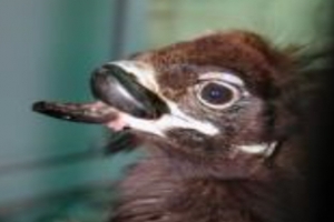 [단독]장애안고 태어난 야생 독수리 ‘삐뚤이’ 끝내 세상을 떠나다