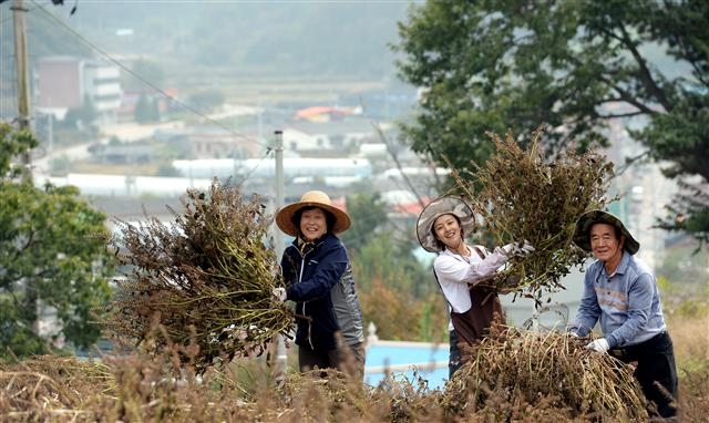 송주희(가운데) 대표가 지난달 17일 강원 화천군 오음리에 있는 농장 밭에서 부모님과 함께 건조시킨 들깨를 거둬들이고 있다. 화천 강성남 선임기자 snk@seoul.co.kr