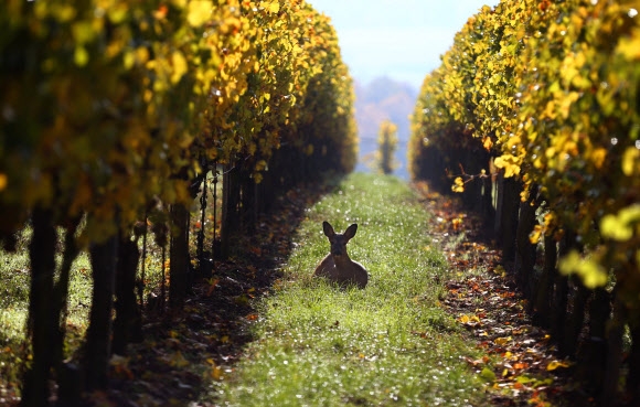 1일(현지시간) 독일 바이에른주 줄츠펠트의 포도밭에서 사슴 한 마리가 가을색으로 물든 포도나무 사이에서 휴식을 취하고 있는 모습이 카메라에 포착됐다. AFP 연합뉴스