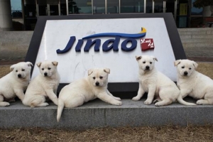 진도개 사육 농가들 “동물보호법 개정안 절대 수용 못 해”