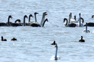 전남 강진만 찾아온 겨울진객 고니