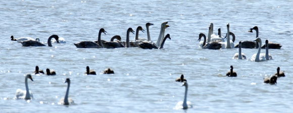 전남 강진만 찾아온 겨울진객 고니