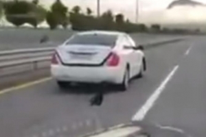 승용차에 강아지 매달고 주행 운전자 무혐의 결론