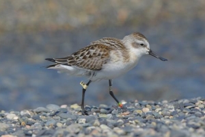 러서 인공부화 넓적부리도요 4500㎞ 떨어진 울산서 발견