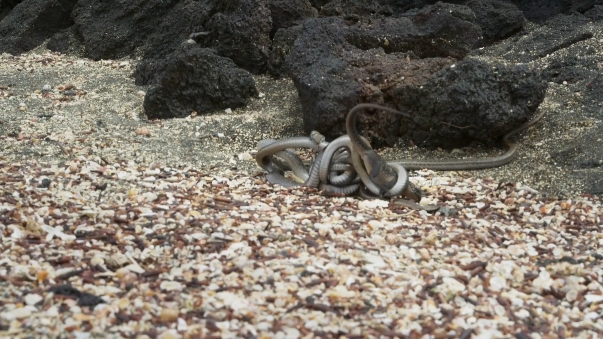 사진=바다이구아나의 숨통을 조이는 뱀 [영국 BBC 영상 캡처]