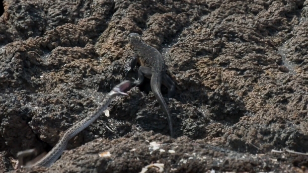 사진=새끼 바다이구아나 공격하는 뱀 [영국 BBC 영상 캡처]