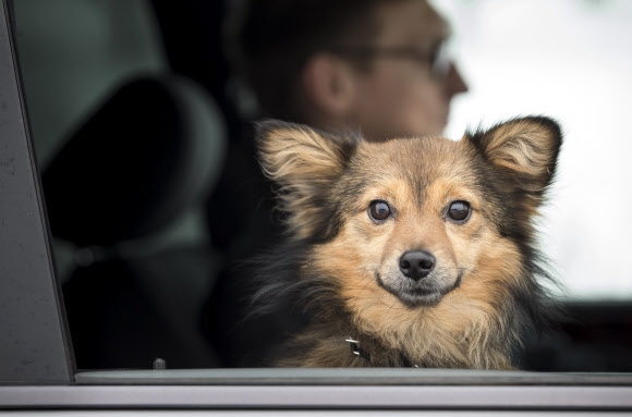 13일(현지시간) 리투아니아 빌뉴스에서 강아지가 조수석에 앉아 창밖을 내다보고 있다. AP 연합뉴스