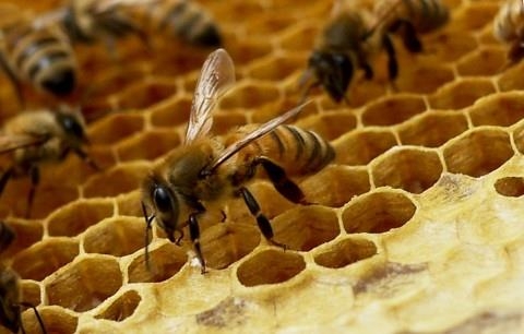 최근 꿀벌의 급격한 개체수 감소가 전 세계 곳곳에서 보고되고 있을 정도로 심각한데 그 원인 중 하나로 서식지 감소가 꼽히고 있다. 수학은 꿀벌이 살기 좋은 부지 적합성을 예측하는 데도 활용되고 있다. 위키피디아 제공