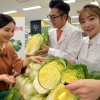 노화 방지 기능 배추 팝니다