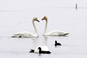 안산 시화호 큰고니 한 쌍