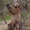 곰들의 숨겨진 댄스 본능? 나무에 부비부비 댄스