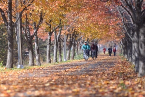 서울의 가을을 달리다