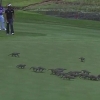 ‘우리도 갤러리!’ 골프 경기 도중 우르르 몰려온 몽구스 떼