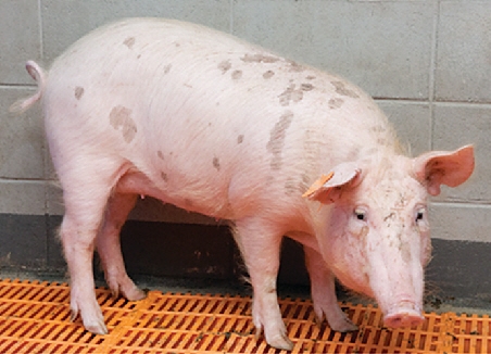 바이오 이종 이식용 돼지 ‘믿음이’. 농촌진흥청 제공