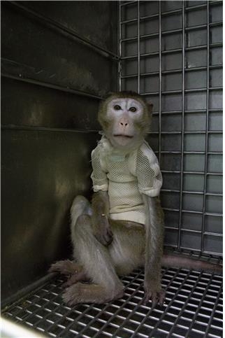 국내 연구진이 면역 거부 반응을 제어한 돼지의 심장을 원숭이. 농촌진흥청 제공