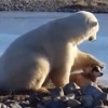 ‘어이구, 귀여워!’ 앞발로 강아지 쓰다듬는 북극곰