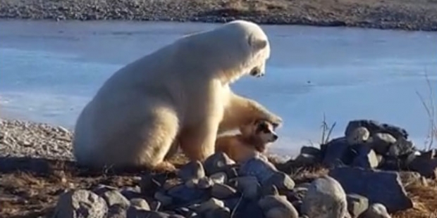 앞발로 강아지 쓰다듬는 북극곰유튜브 영상 캡처 