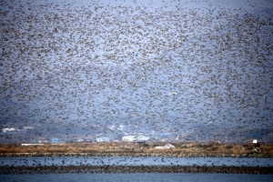 해남 영암호 가창오리떼