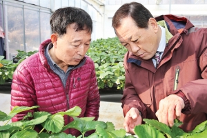 [자치단체장 25시] 산업도시 탈바꿈·참외 명품화… 성주, 두 토끼 모두 잡는다