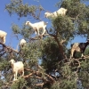 [별난동물] ‘염소가 열리는 나무?’ 모로코 염소트리 화제