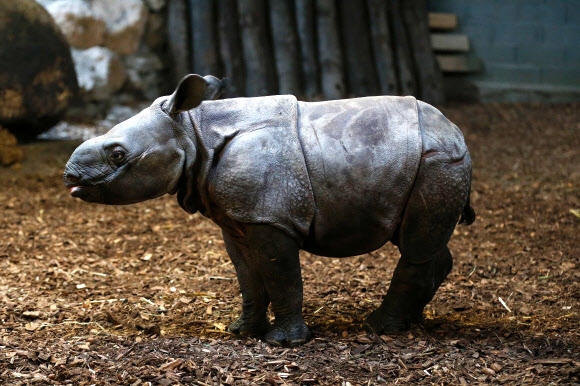 29일(현지시간) 프랑스 북서부 에르미발레보(Hermival-les-Vaux) 세르자 동물원(Cerza Zoo)에서 태어난 지 한 달 된 새끼 코뿔소가 휴식을 취하고 있다. AFP 연합뉴스