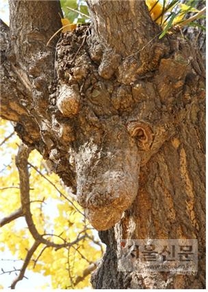 전남 순천에 있는 사슴 얼굴이 보이는 은행나무.