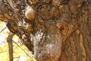 사슴 닮은 은행나무