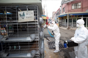 제주 AI 유입 비상… 올레길 일부 통제
