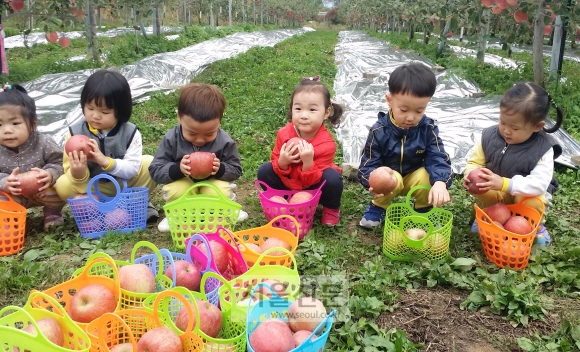 가을농원의 사과 따기 체험 행사에 참여한 어린이들.