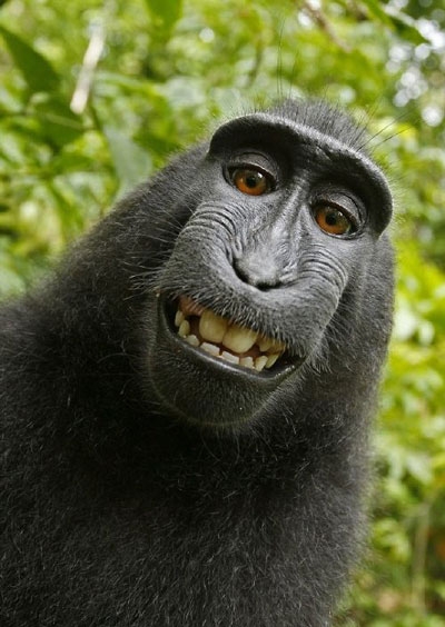 영국 사진작가 데이비드 슬레이터(David Slater)의 카메라를 들고 자신의 미소를 촬영한 짧은꼬리원숭이 ‘나루토’