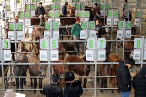 어느 말을 고를까요