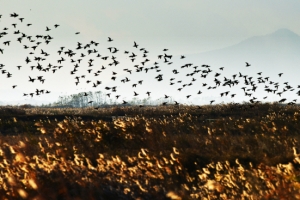 AI 때문에 천덕꾸러기로 전락한 겨울 진객 철새
